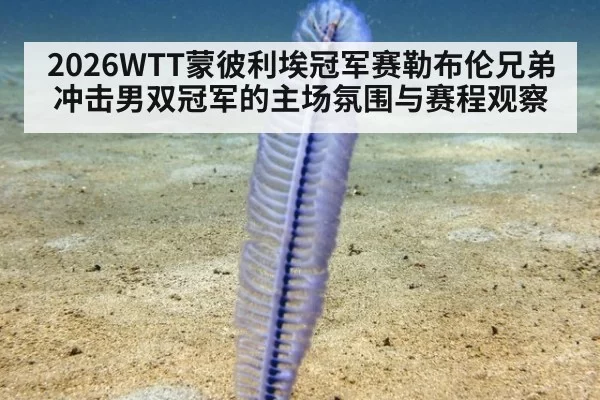 2026WTT蒙彼利埃冠军赛勒布伦兄弟冲击男双冠军的主场氛围与赛程观察